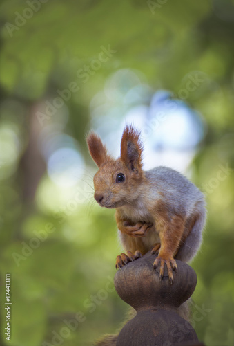 Seated beautiful fluffy squirrel. © trek6500