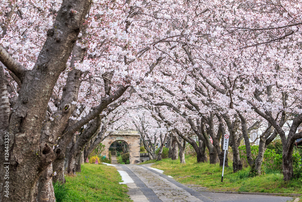 桜のアーチ