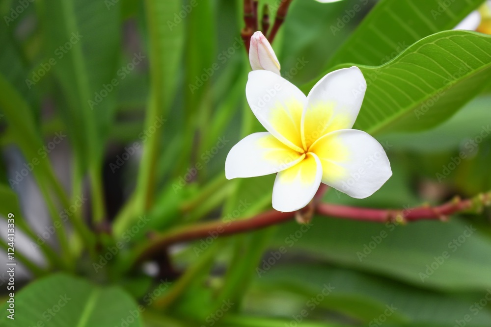 Fototapeta premium Desert Rose Tropical flower on a tree, or Impala Lily 