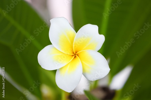 Desert Rose Tropical flower on a tree, or Impala Lily 