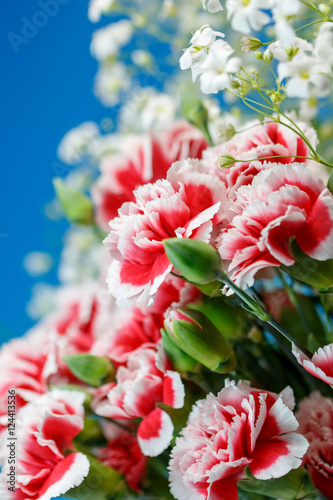 カーネーションの花