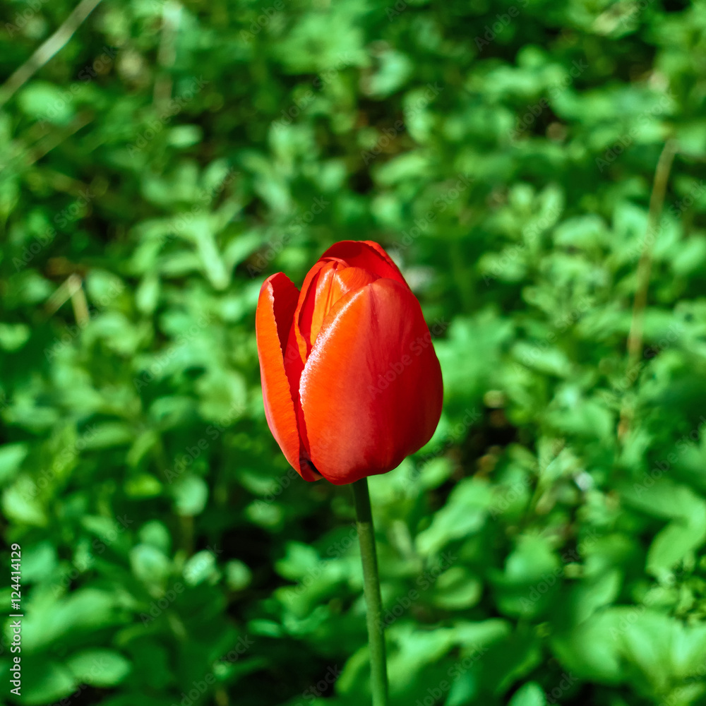 one red tulip flower on green natural background one red tulip flower on green natural background