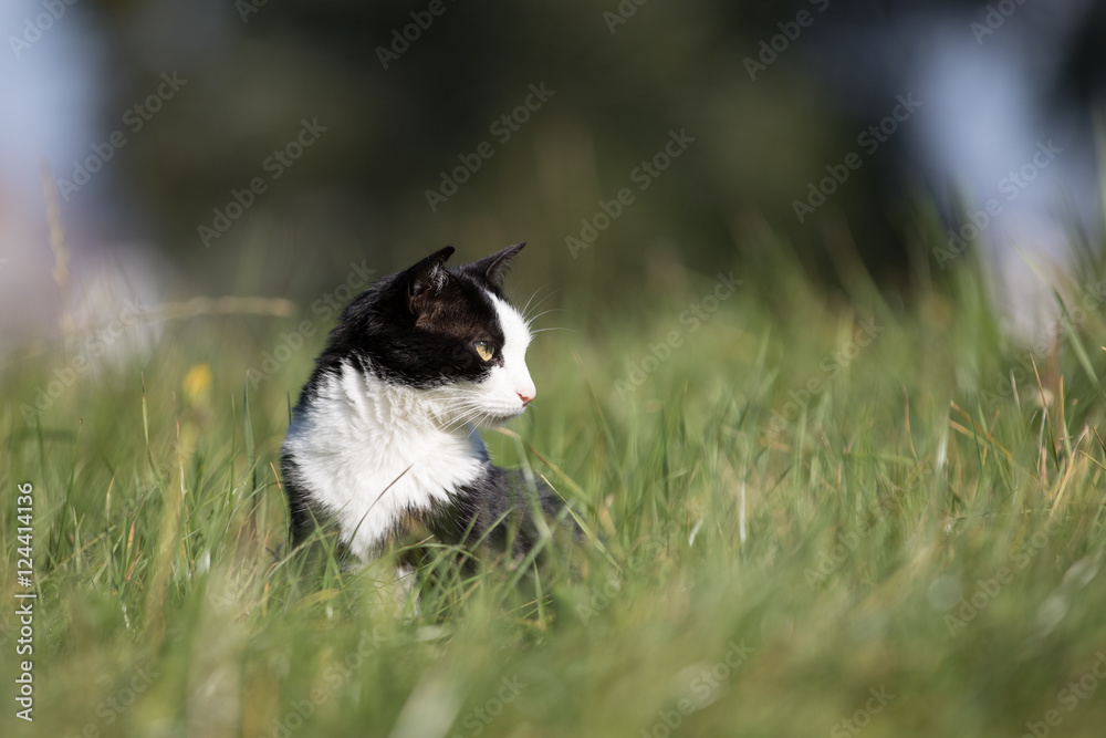 Katze sitzt im Gras und sonnt sich