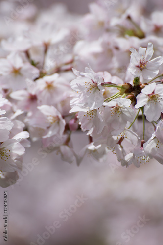 桜の花