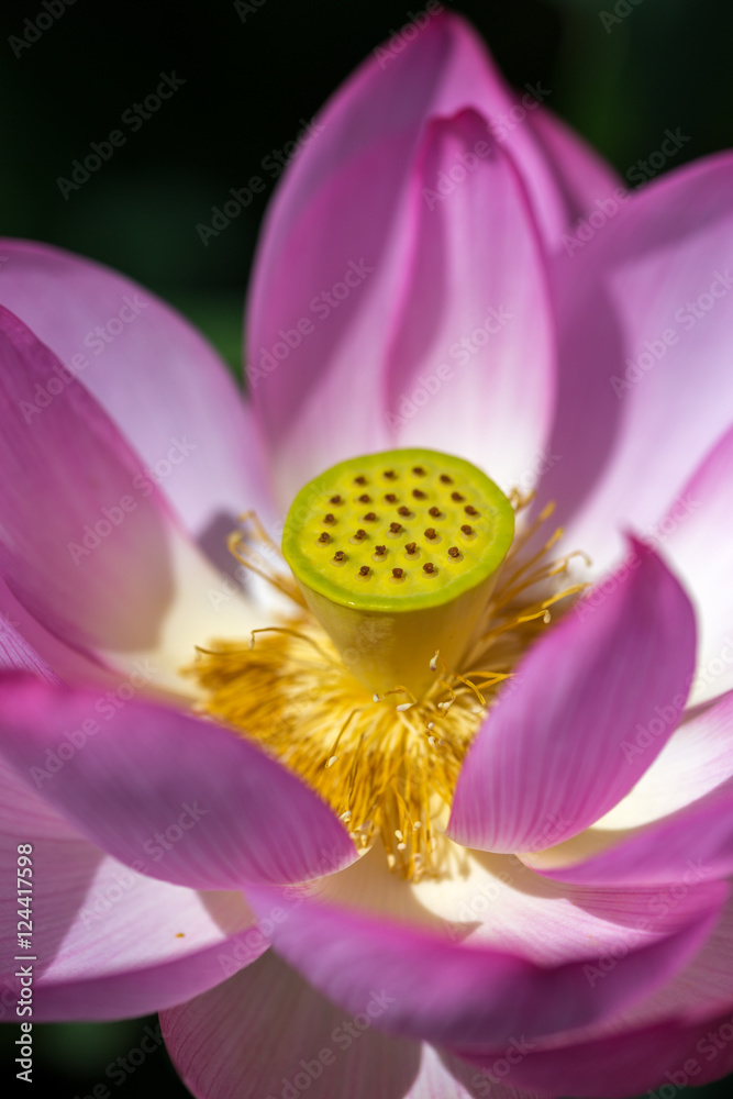 蓮の花 蓮の花