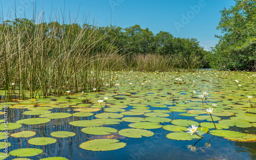 Fototapeta Naklejka Na Ścianę i Meble -  Water lilies