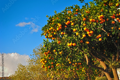 Ripe oranges.  on a tree