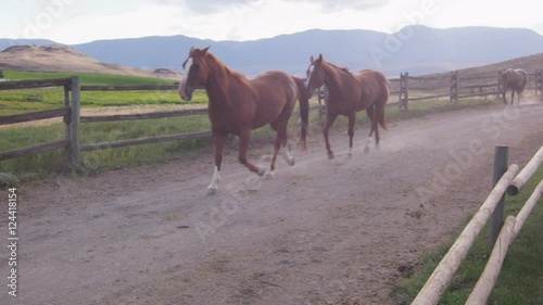 Slow motion - Horses trotting in fenced lane with pasture in background.