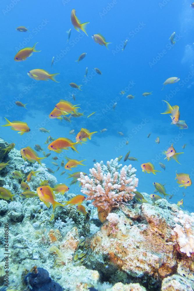 Naklejka premium Coral reef with shoal of fishes scalefin anthias in tropical sea