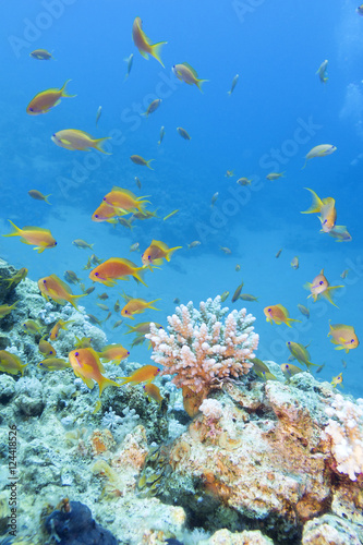 Coral reef with shoal of fishes scalefin anthias in tropical sea