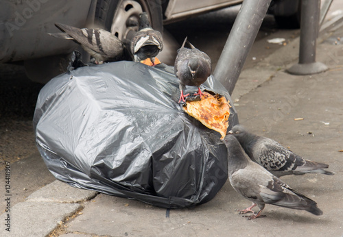 Pigeons feed on the garbage on the streets of Paris