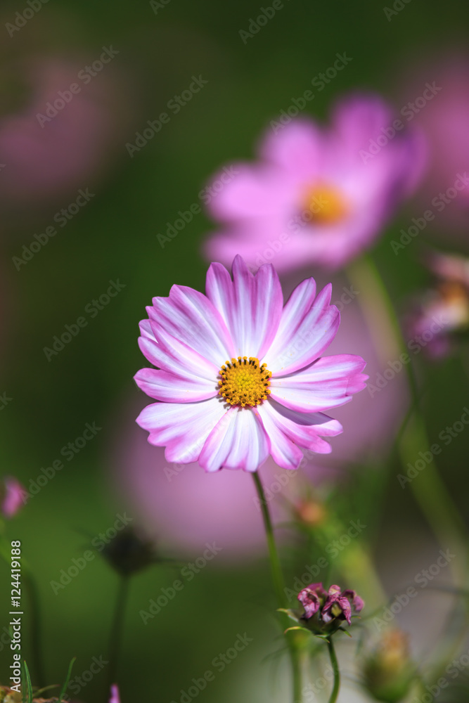 コスモスの花 コスモスの花