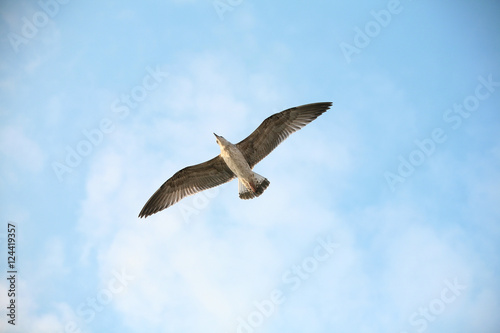 Flying seagull and sky