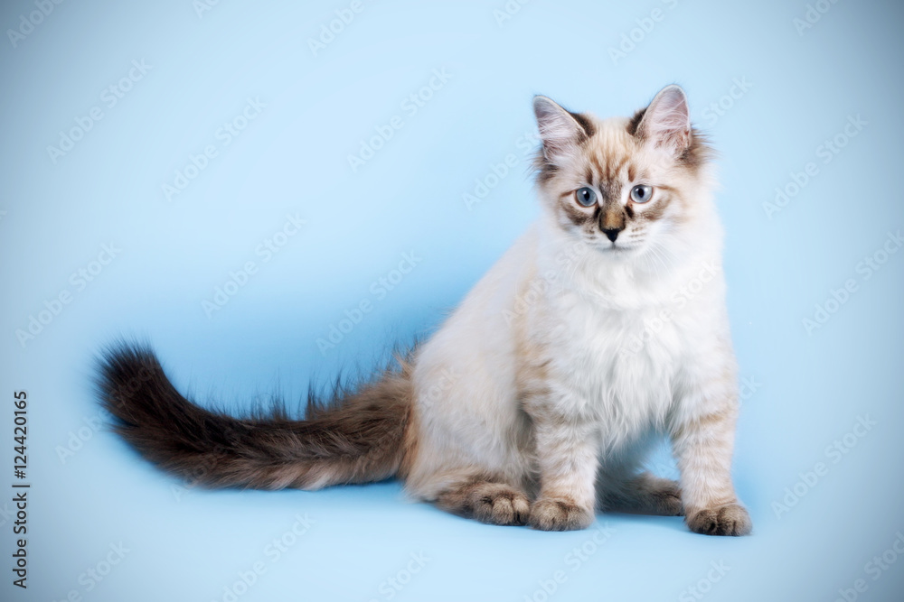 young beautiful cat breed Neva masquerade on a blue background i