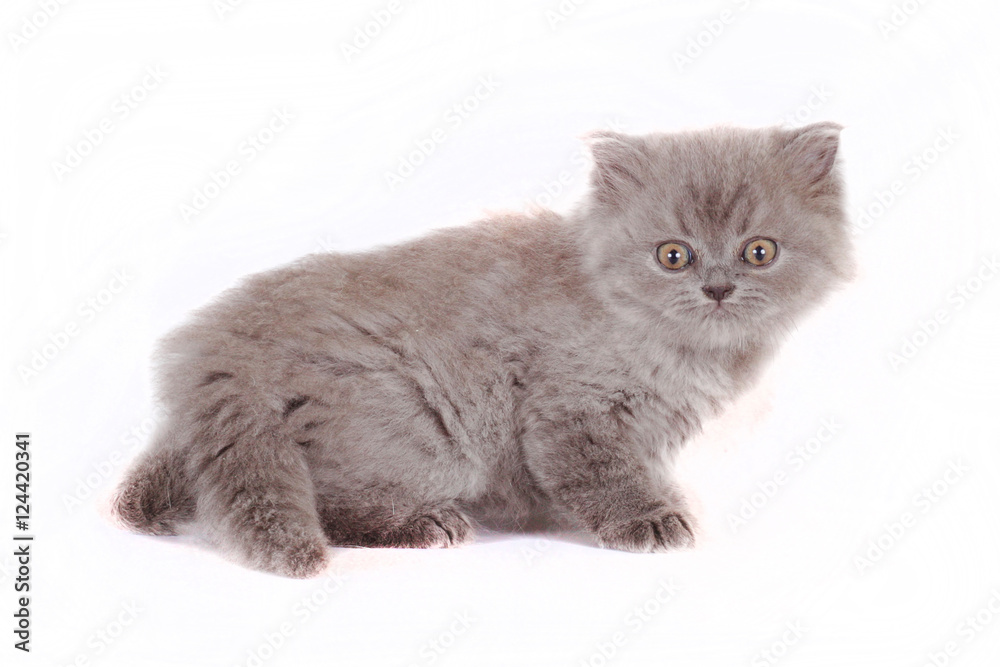 kitten Selkirk Rex on white background gray color, cat got scare