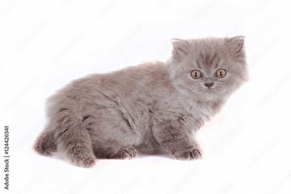 kitten Selkirk Rex on white background gray color, cat got scare kitten Selkirk Rex on white background gray color, cat got scare