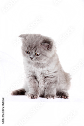 kitten Selkirk Rex on white background gray color © Anna Goroshnikova