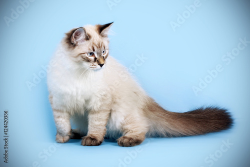 Bild auf Leinwand young beautiful cat breed Neva masquerade on a blue background i