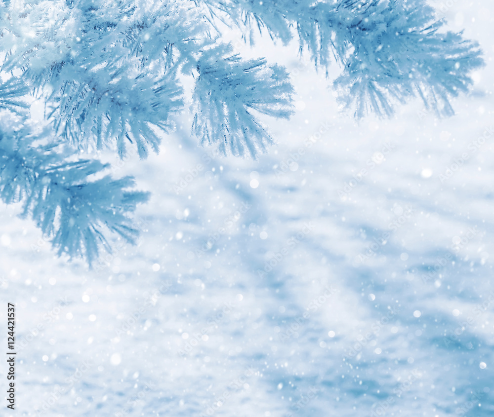 Winter natural background with pine branches in the frost Winter natural background with pine branches in the frost