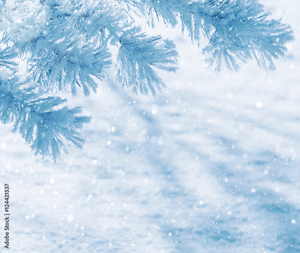 Winter natural background with pine branches in the frost