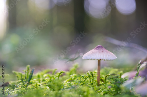 Pilz im Wald in der Sonne