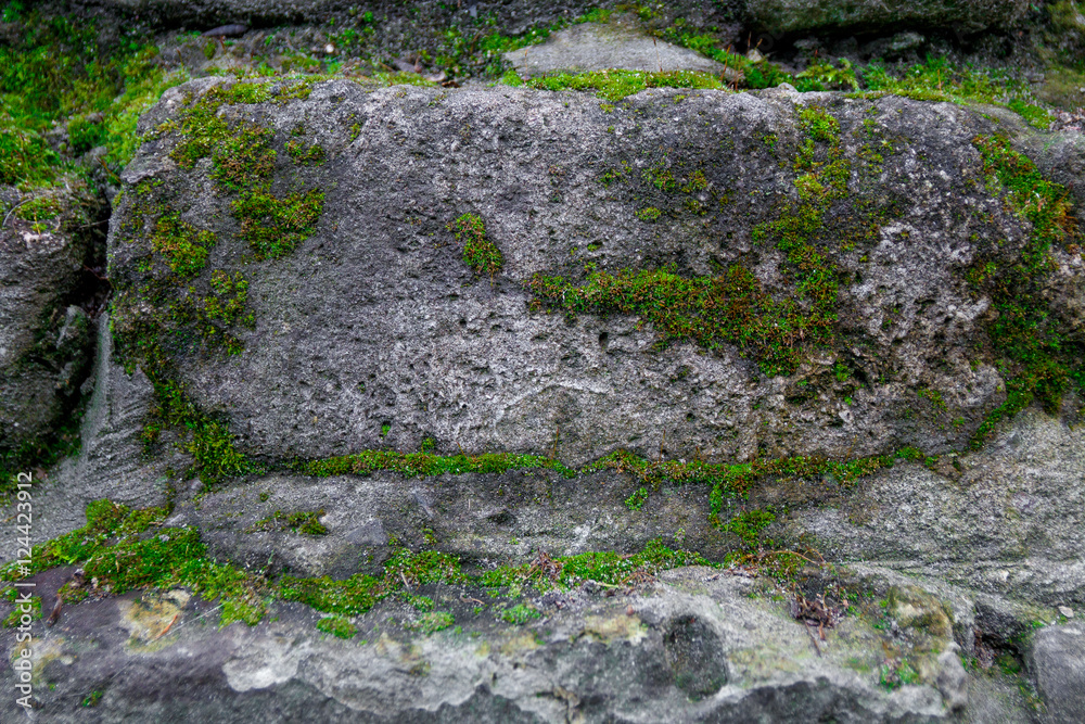 Moss and stone background. Texture of brick wall.  The old rock in the wood -grown.