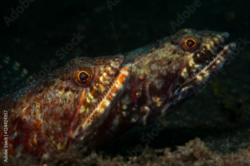 Pair of lizardfish (Synodontidae) on the seabed of the TK2 divesite, Lembeh Straits, North Sulawesi, Indonesia