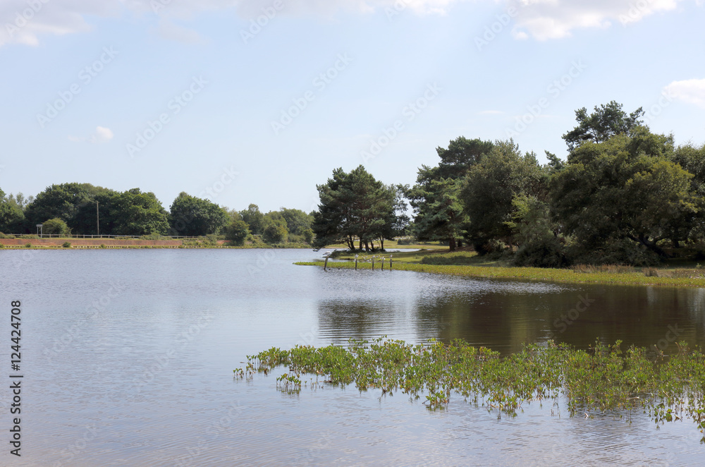 Obraz premium View of the pond at Hatchet in the New Forest