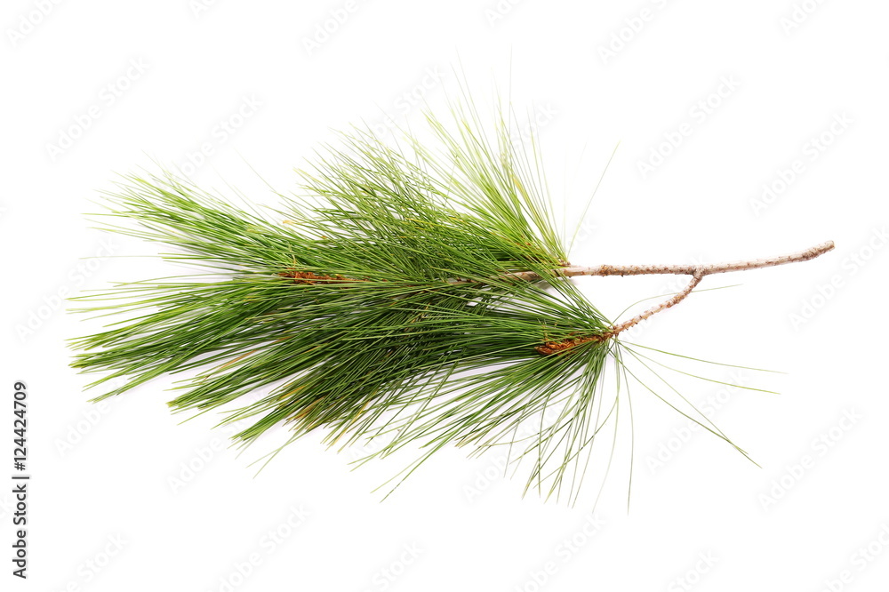Obraz premium pine branch isolated on white background