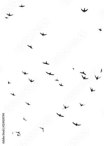 High-contrast black-and-white photo of swallows flying. Ink effect.  photo