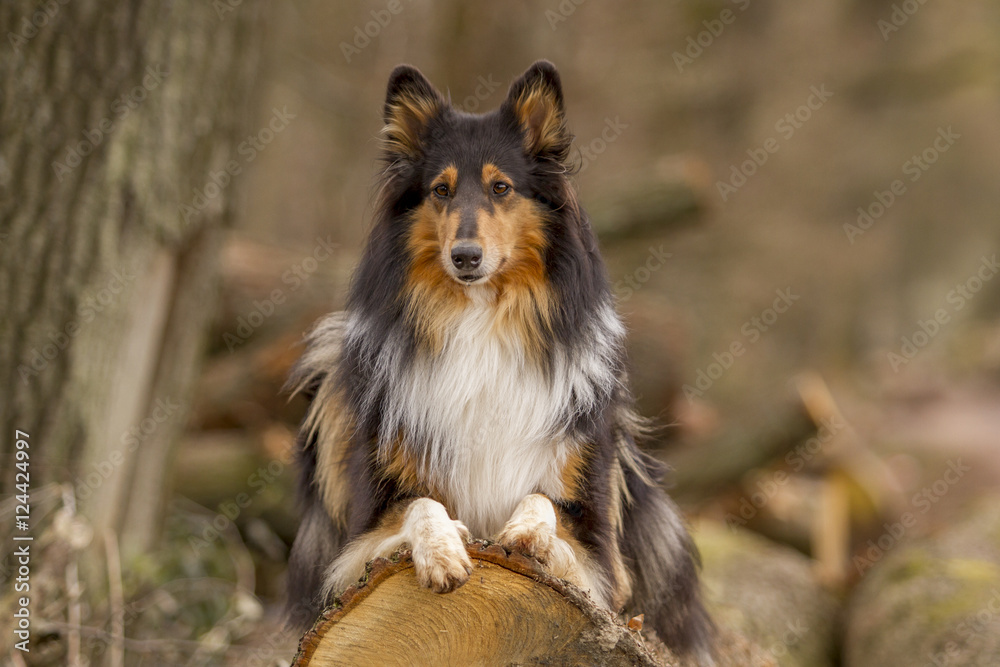 Collie Hündin im Wald auf einem Baumstamm