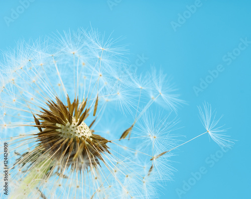 Close up of dandelion seeds blowing away