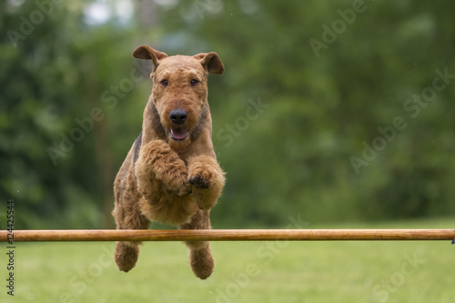 Agility - Airedale Terrier beim Sprung über die Hürde