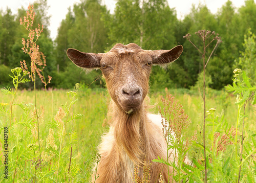 Fototapet Brown Goat in green village field Farm Animal