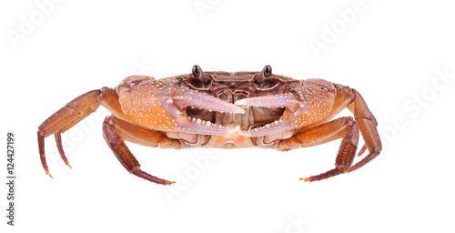 fiddler crab isolated on white background