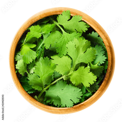 Fresh coriander leaves, also known as cilantro, Chinese parsley and dhania, in a wooden bowl on white background. Green Coriandrum sativum. Edible herb. Isolated macro food photo close up from above.