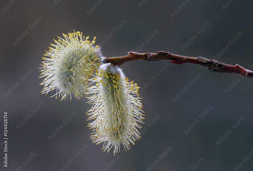 Weidenkätzchen