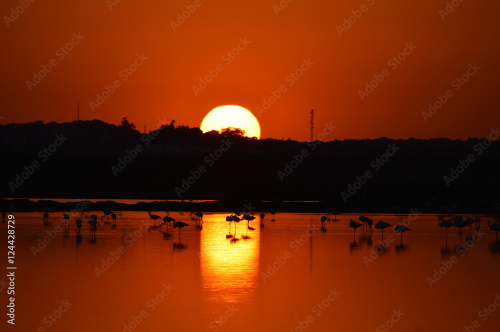 Sunset whith flamingos silhouettes,  Huelva, Spain