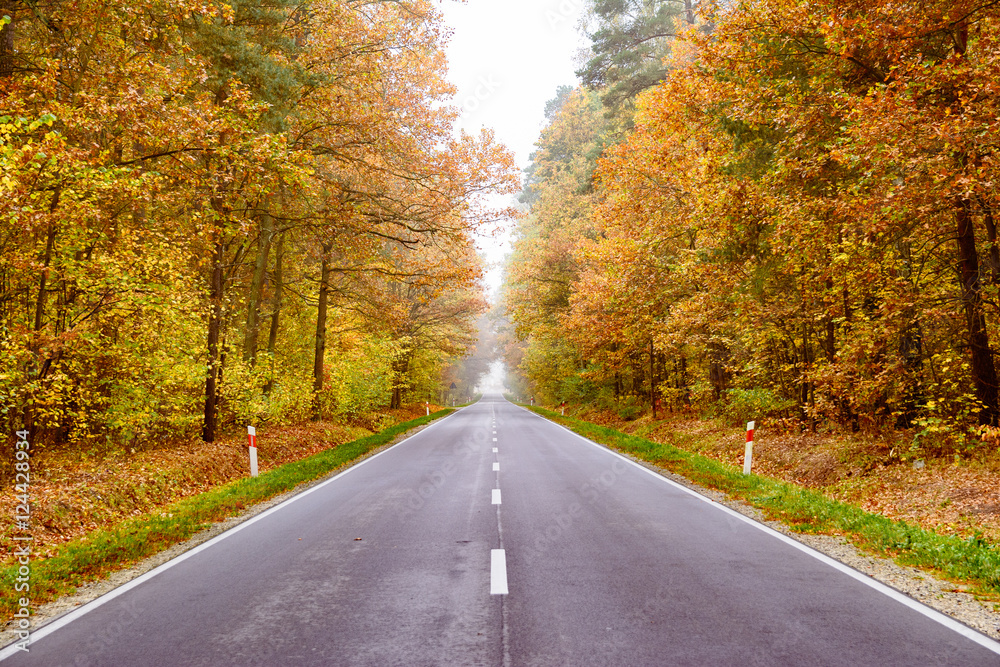 autumn road autumn road