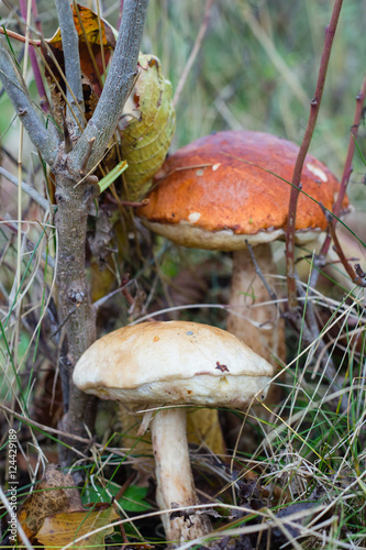 Two big mushrooms in autumn forest ampng fallen leaves