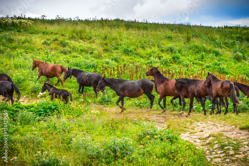 Horses herd running on Green Valley in Mountains rural Landscape Farm Animals