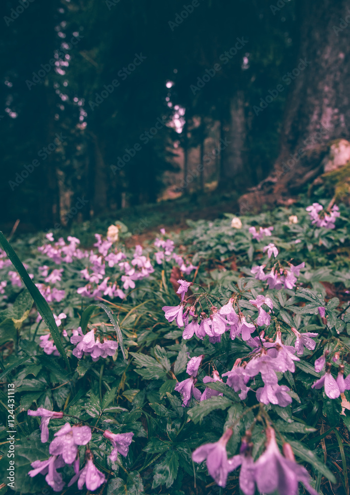Obraz premium Geranium pratense (Meadow Cranesbill) Flowers lilac pink growing in mountains forest on background beautiful nature