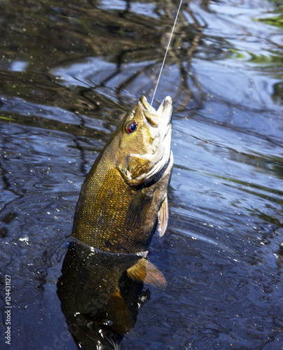 Fototapeta Naklejka Na Ścianę i Meble -  Catching a Smallmouth Bass