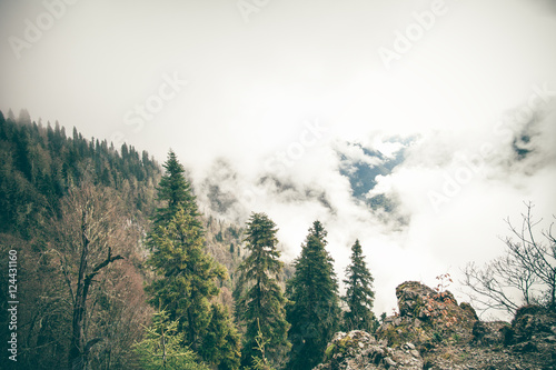Coniferous Forest with cloudy Mountains Caucasus beautiful landscape moody weather colors