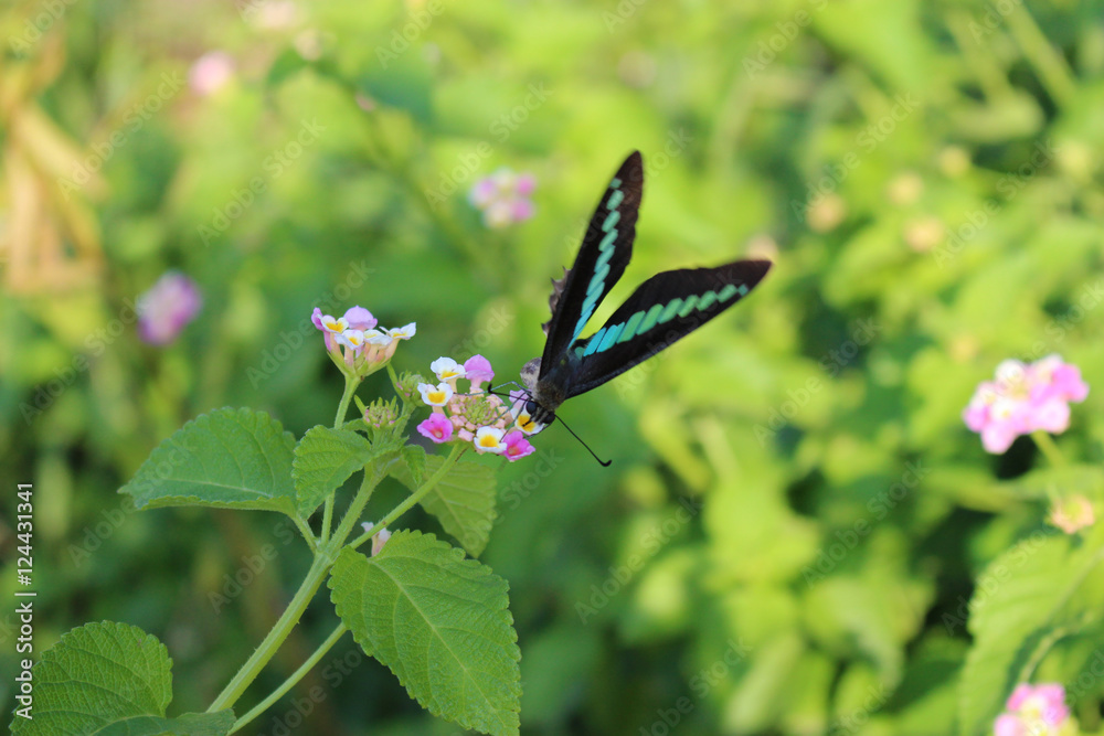 Fototapeta premium Palinurus błękitnopłetwy wysysający nektar z kwiatów lantany