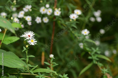 White Wild Flower