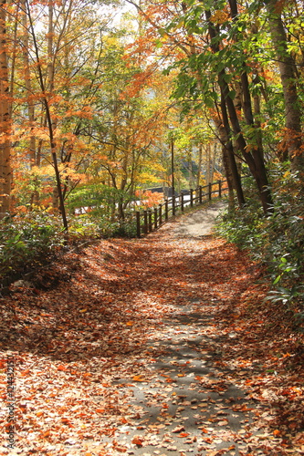 Promenade of fallen leaves