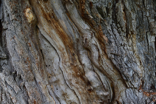 Tree Bark 