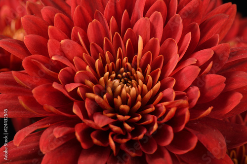 Red chrysanthemum © Fara