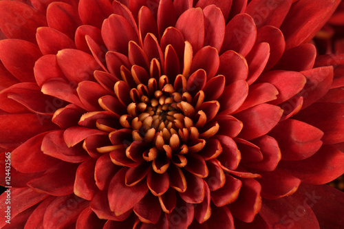 Red chrysanthemum © Fara